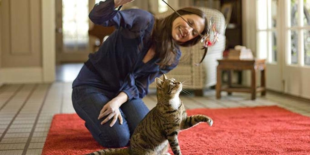 Cat and woman playing with fishing rod toy