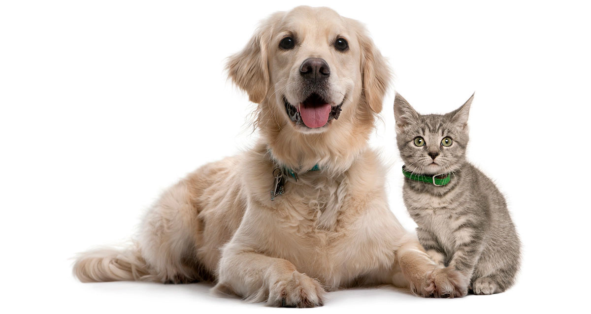 Cat and dog with green collar