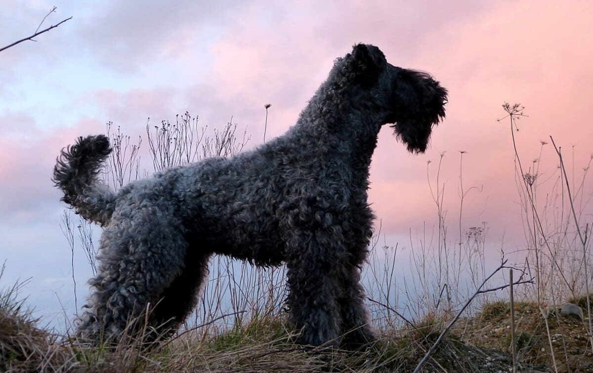 Kerry Blue Terrier