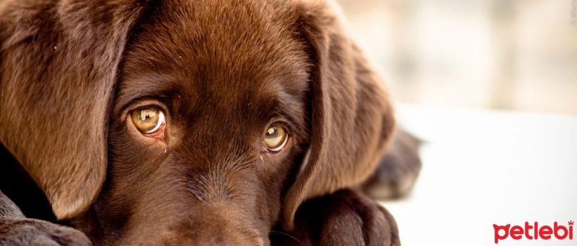 Causes, Symptoms, and Treatment of Ataxia in Dogs