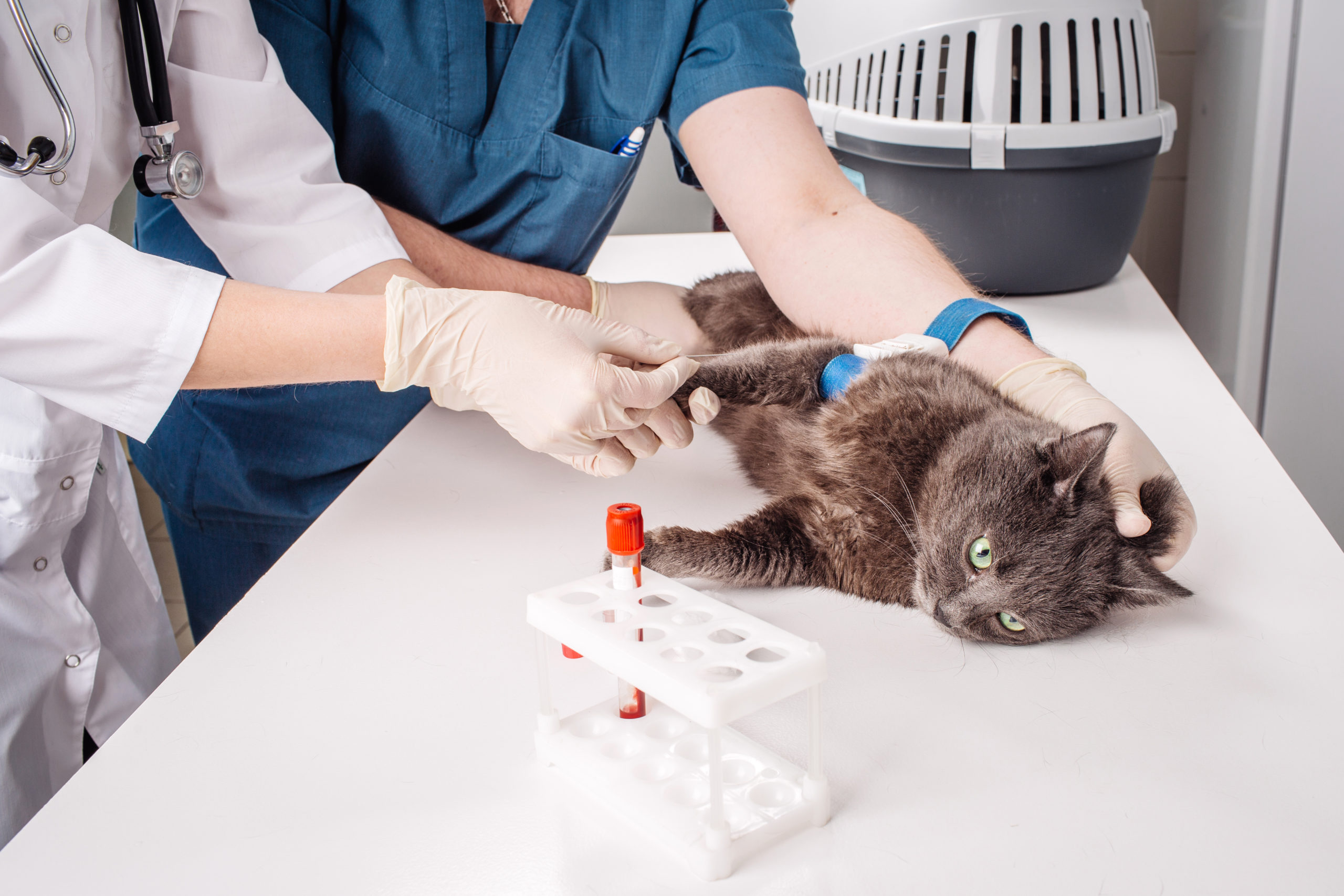 A cat having a blood test