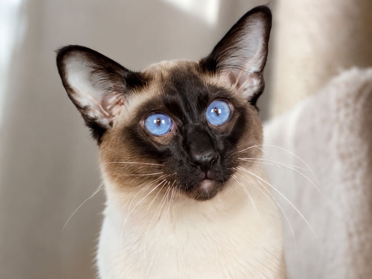 Curious-looking Siamese-like cat