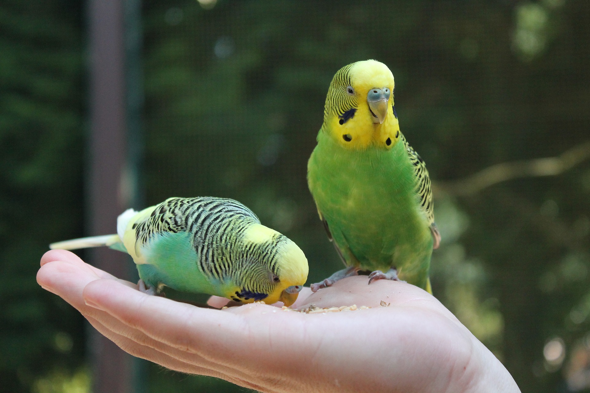 Budgie care and training
