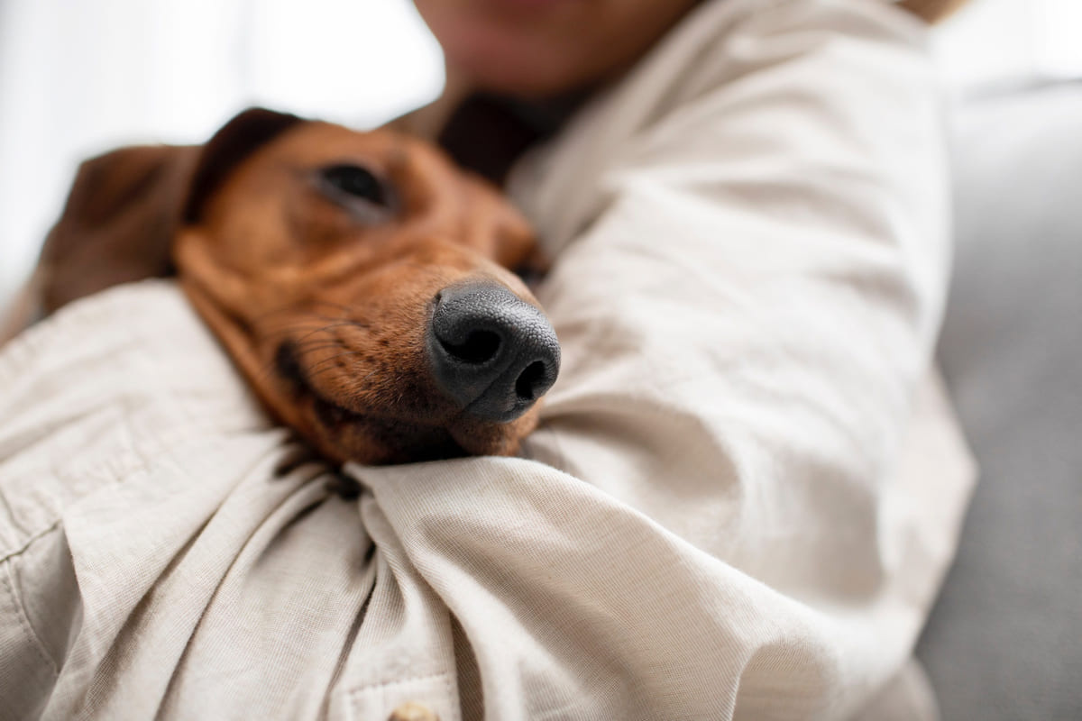 Brown dog held in lap