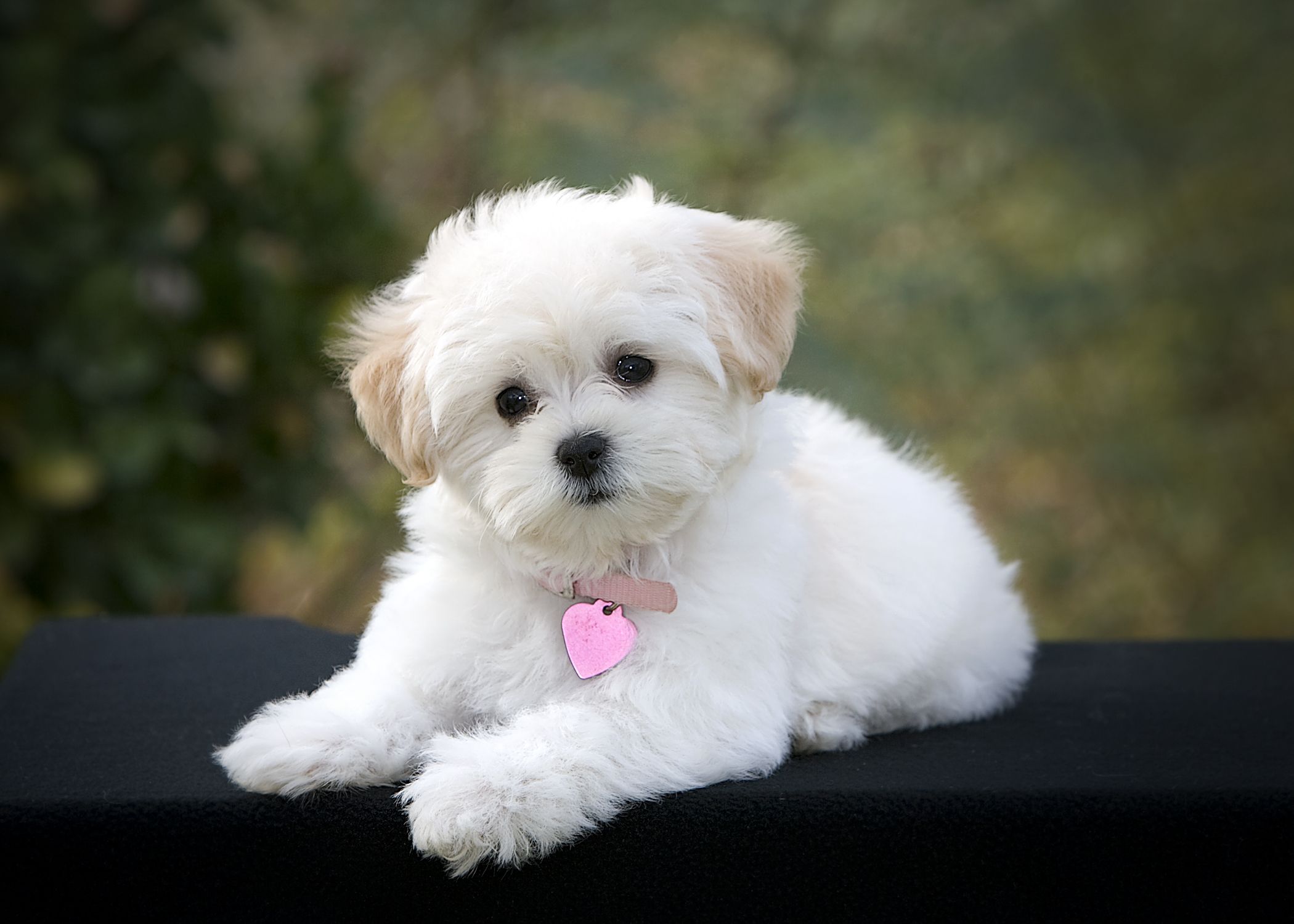 White small breed dog with a pink heart on its collar