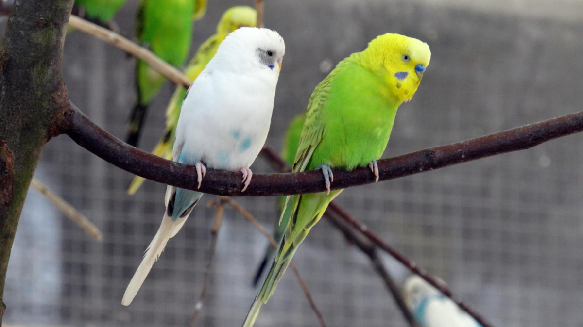 Two budgies standing on a branch