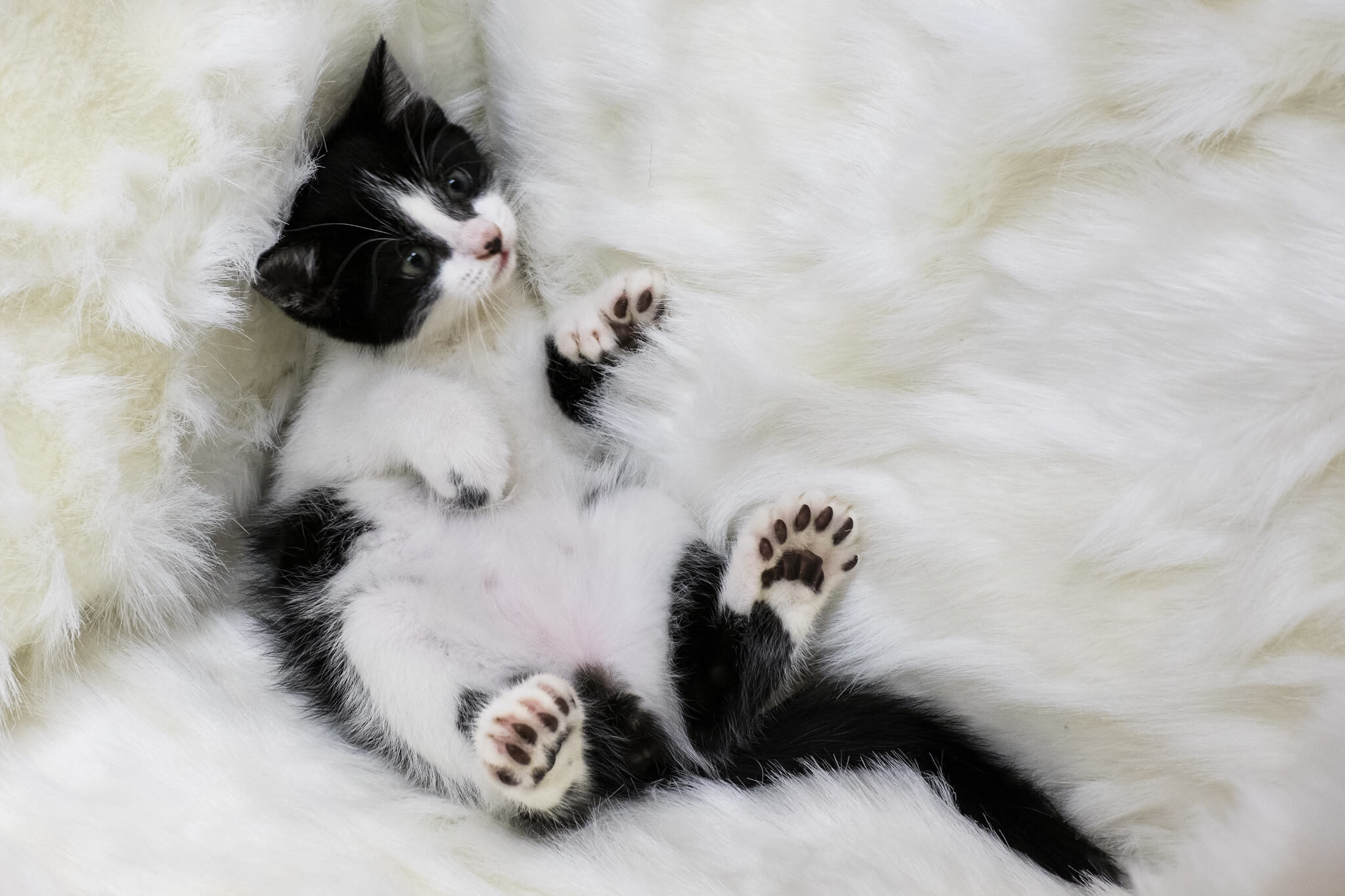 polidaktil kedi