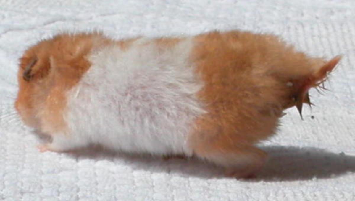 hamster with a dirty tail area