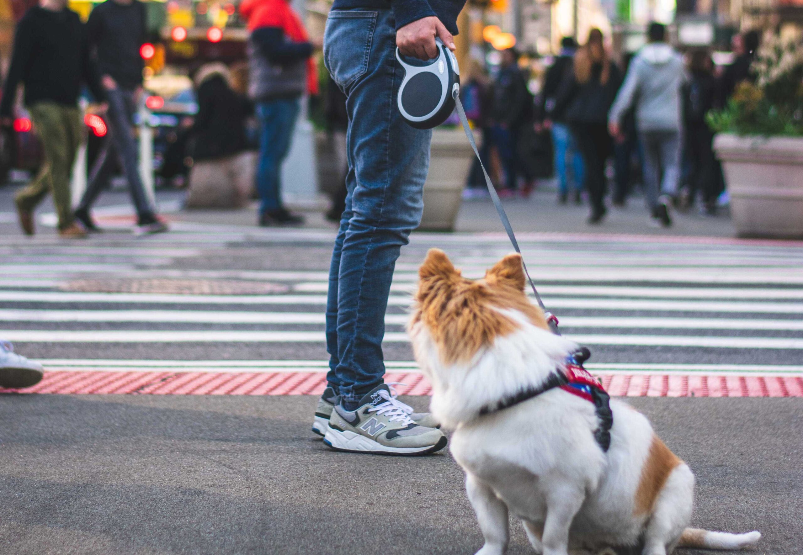 Dog walking with its owner on a harness