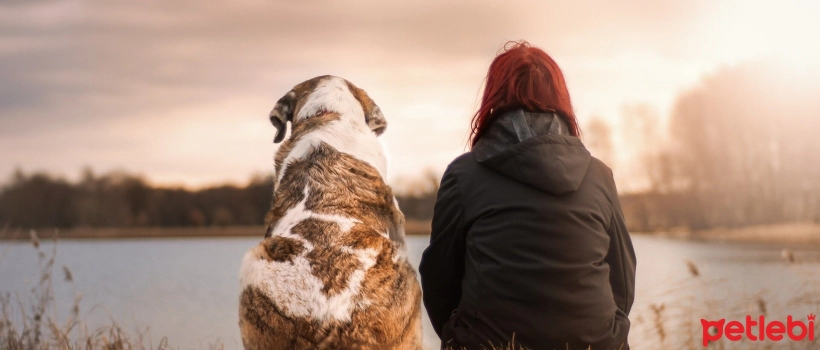 The Benefits of Owning and Keeping a Pet