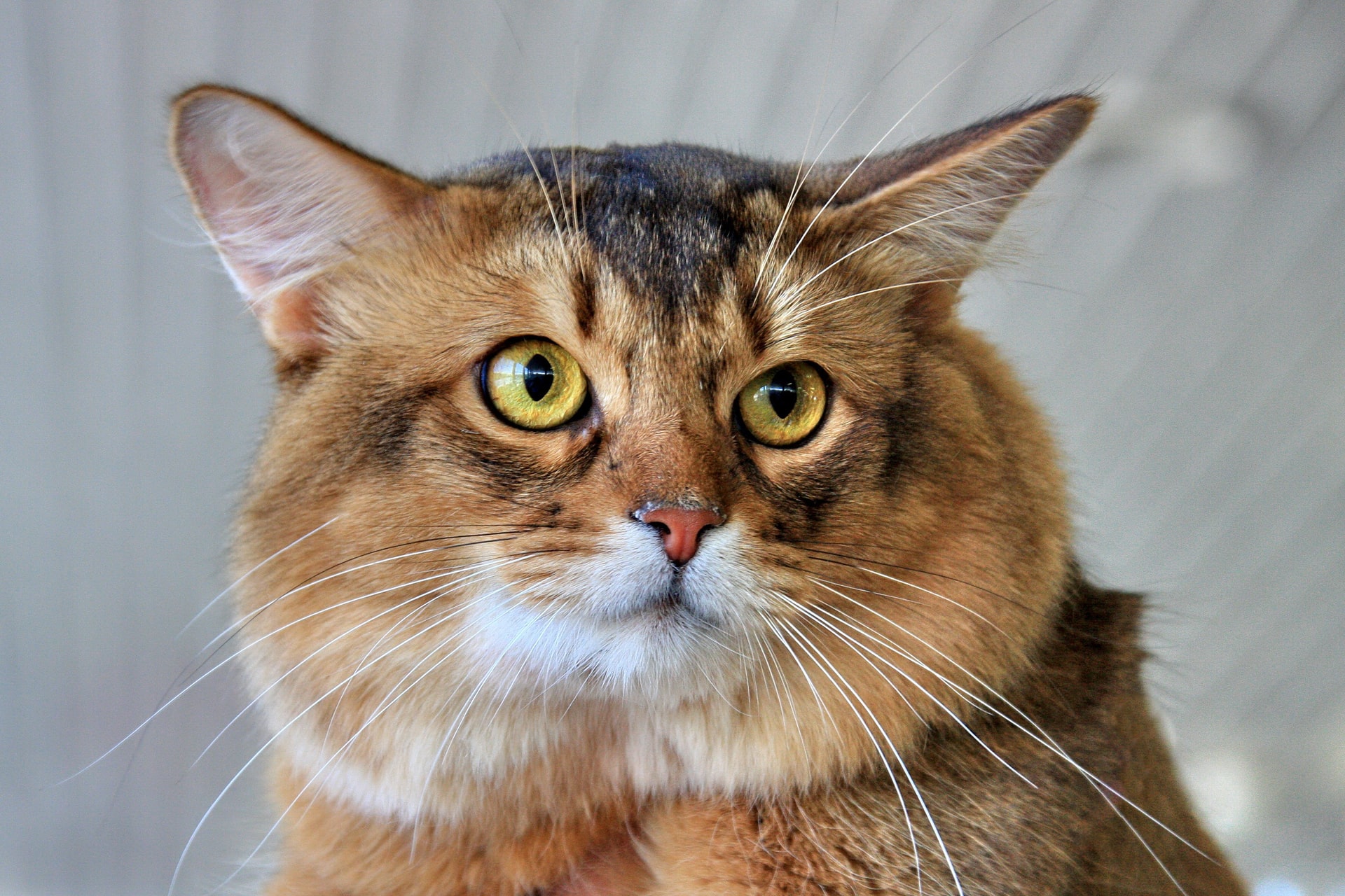 Long-haired, multicolored cat with open eyes