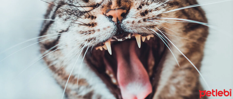 When Do Cats Teeth?