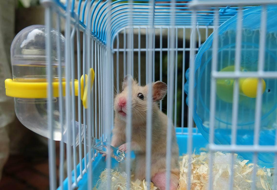 hamster kafesi