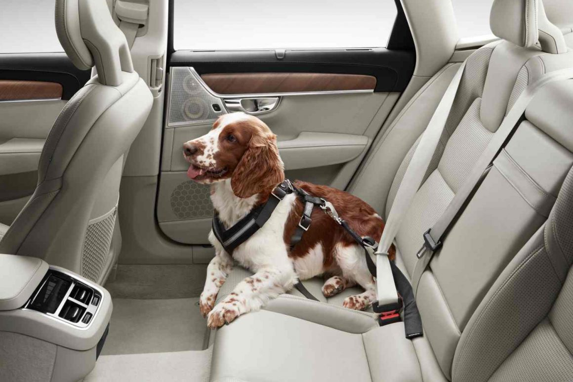Dog sitting in the back seat of a car with its seatbelt fastened