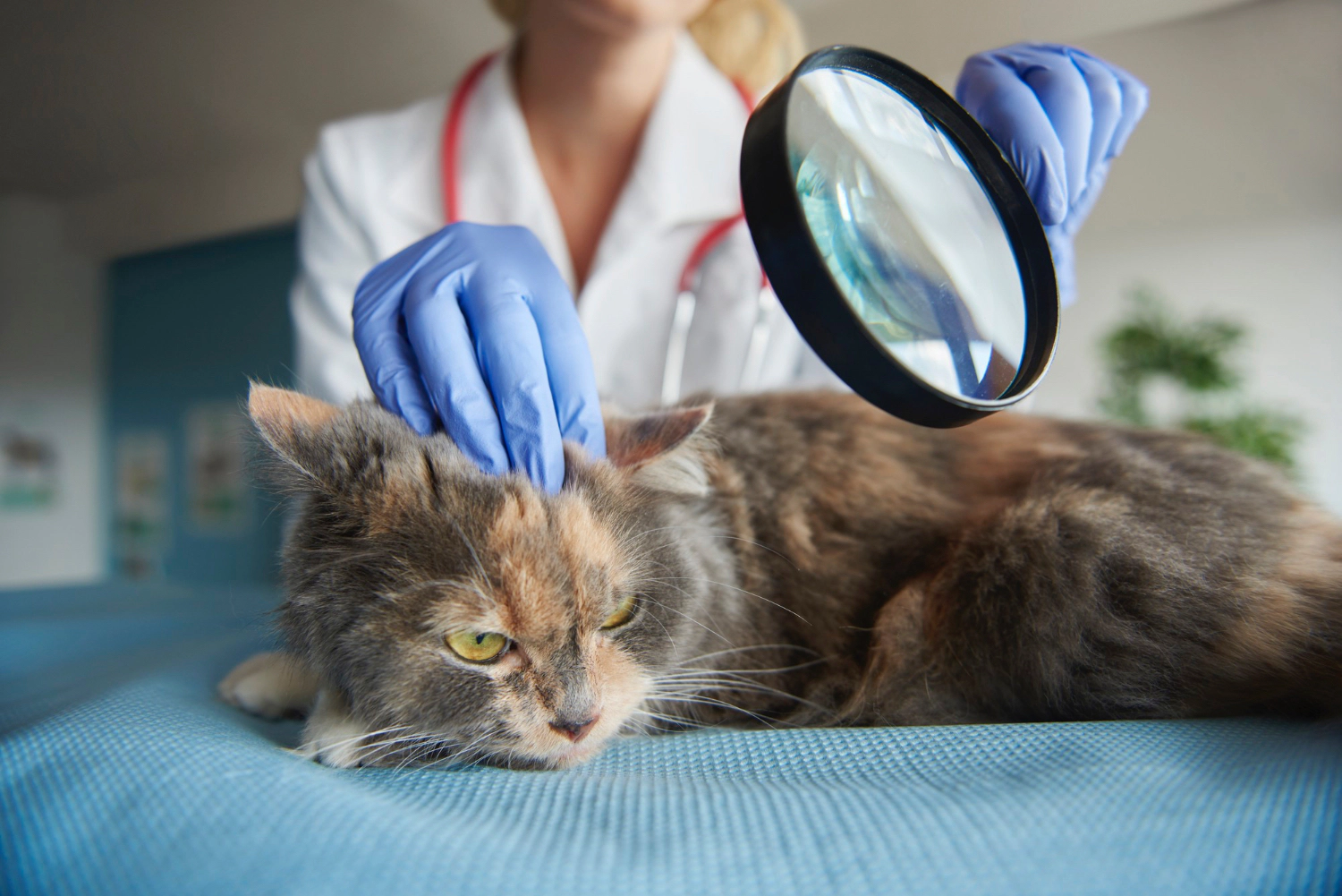 Cat being examined by a veterinarian