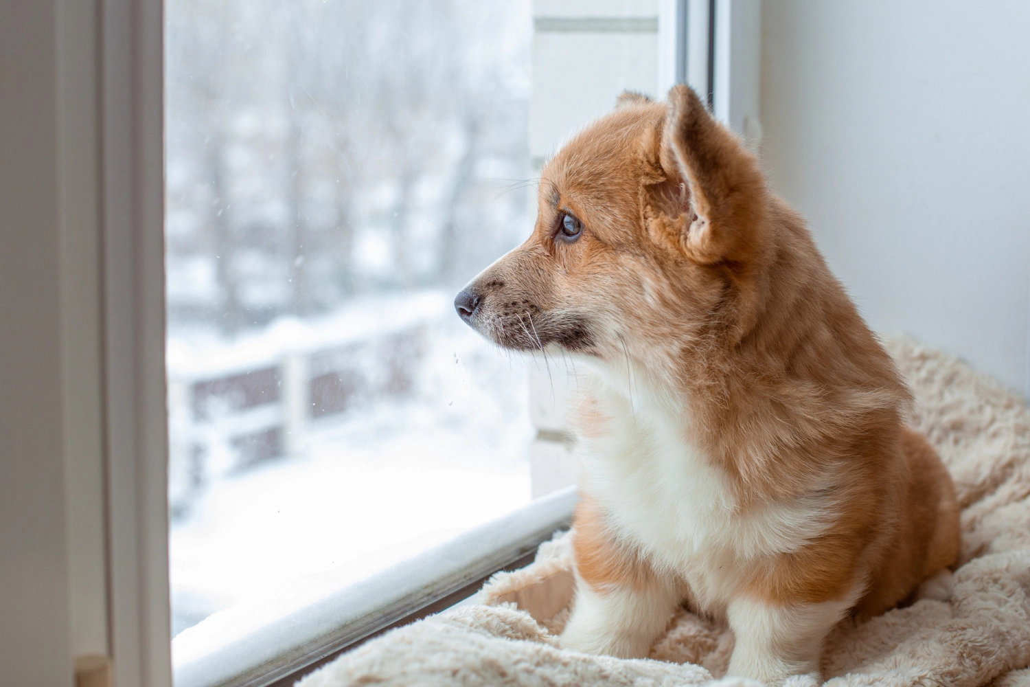 dog looking out the window