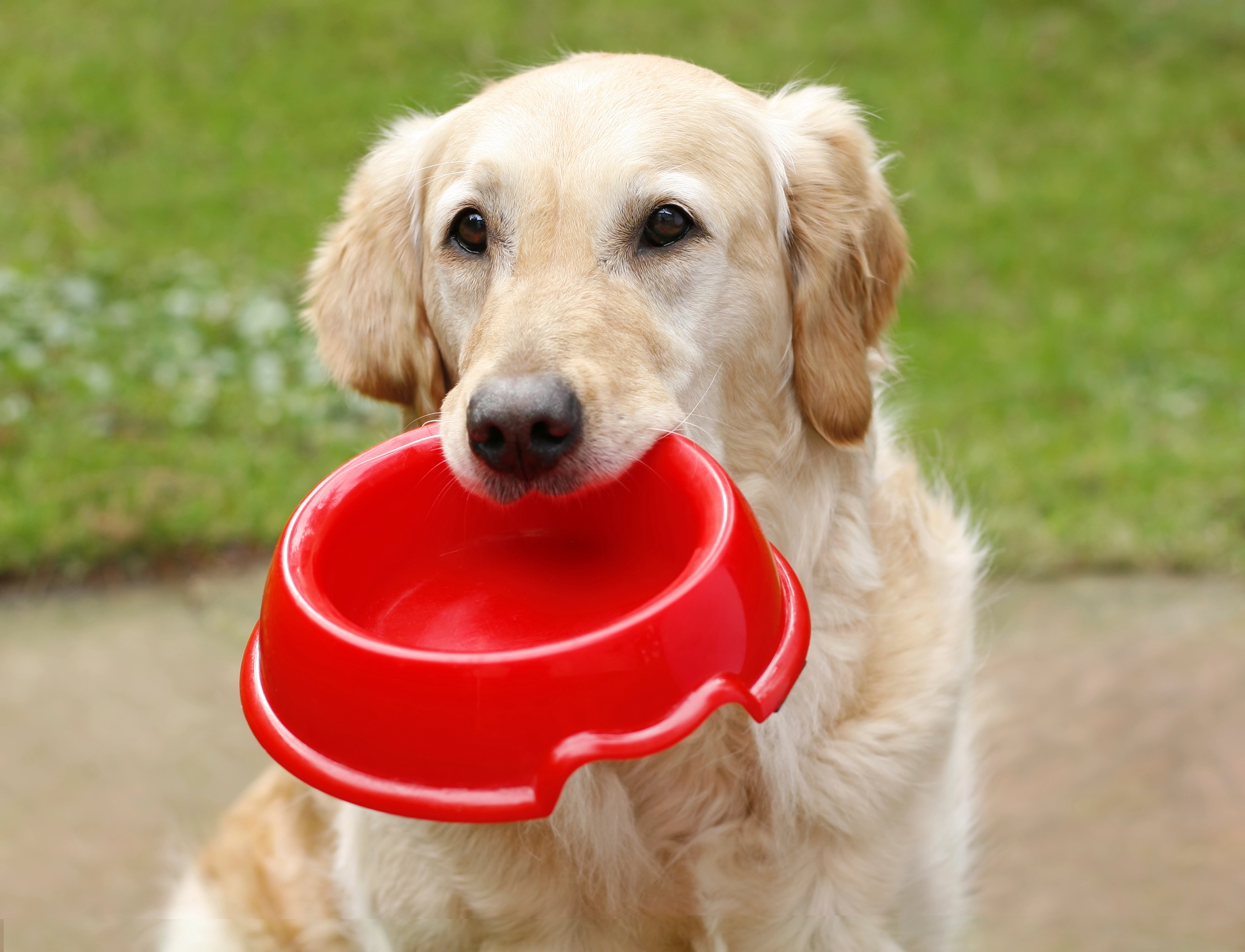 Golden Retriever holding an empty red food bowl in its mouth
