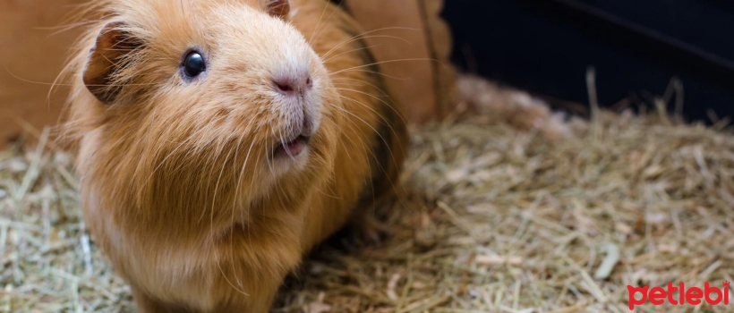 Guinea Pig Diarrhea Causes and Treatment