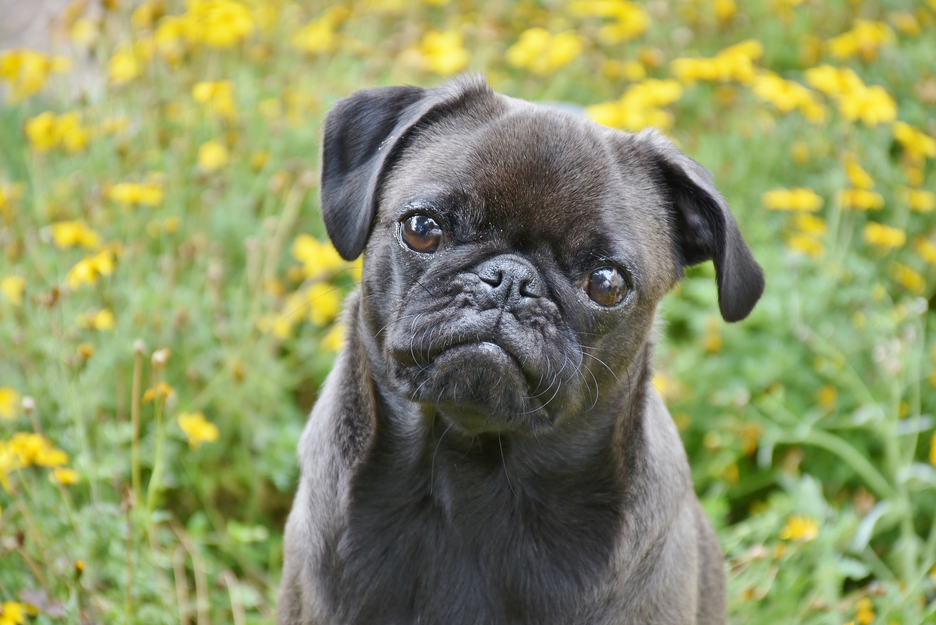 Pugger
