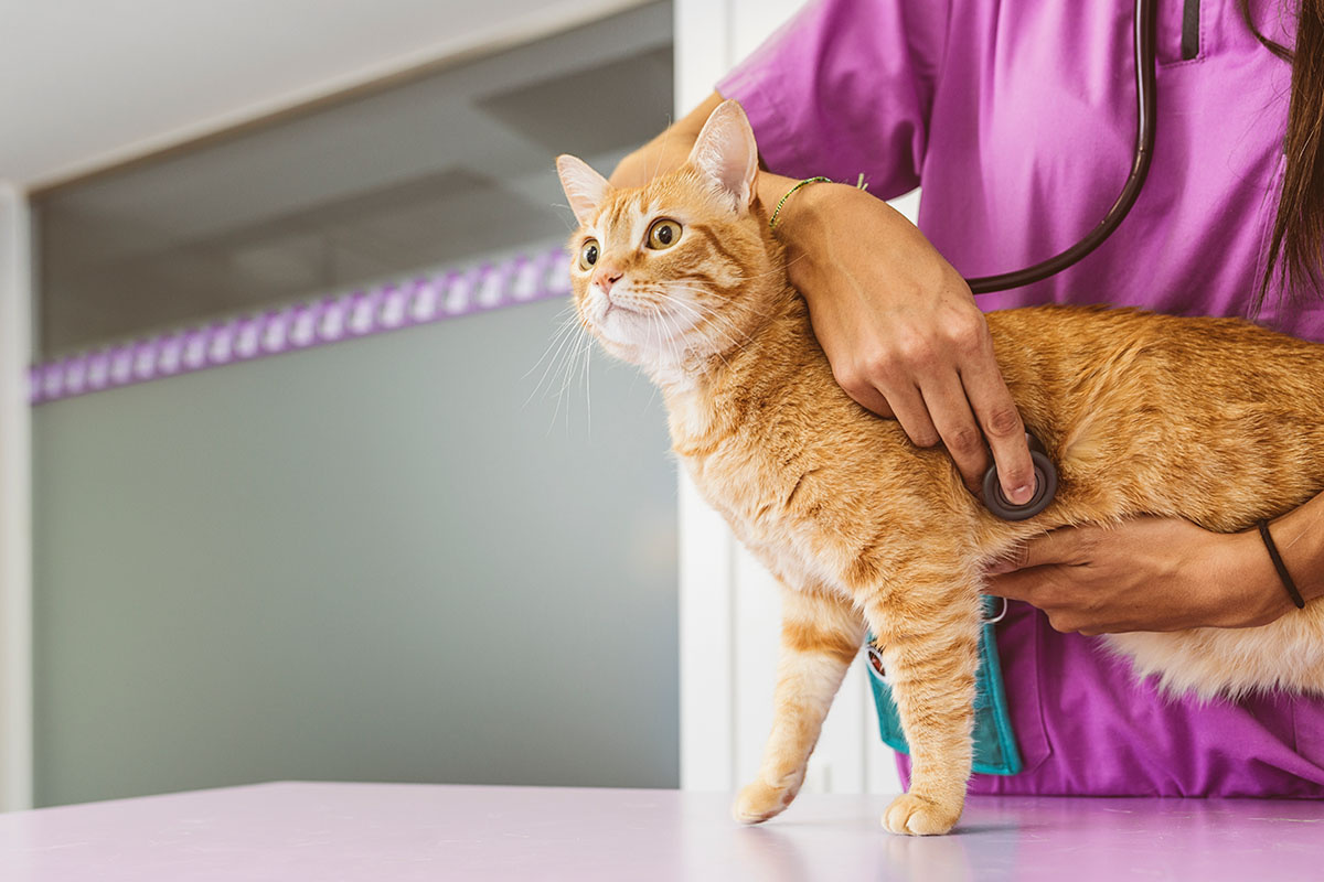 Tabby cat under veterinary supervision