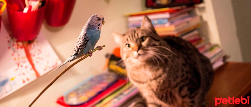 Why Do Cats Talk to Birds?