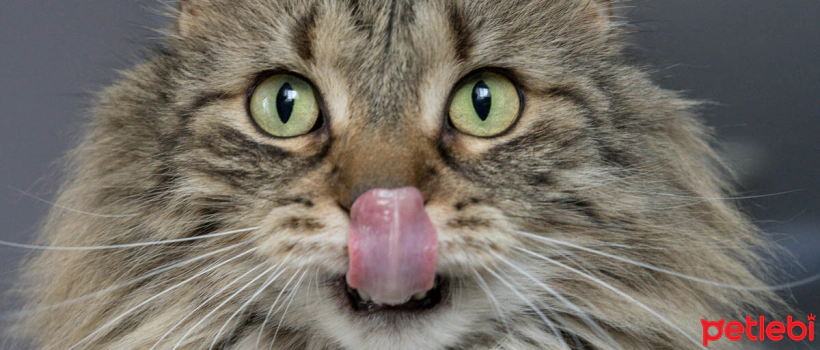 Things to Know About Mouth Ulcers in Cats
