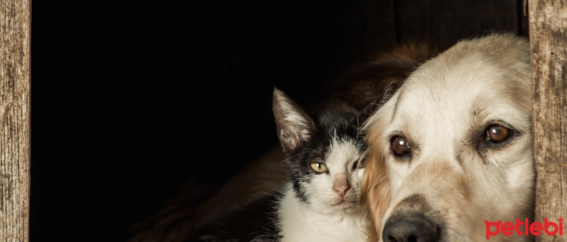 Should You Adopt a Cat or a Dog?