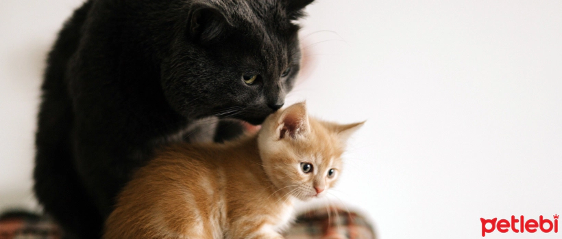 Benefits and Dangers of Cat Neutering