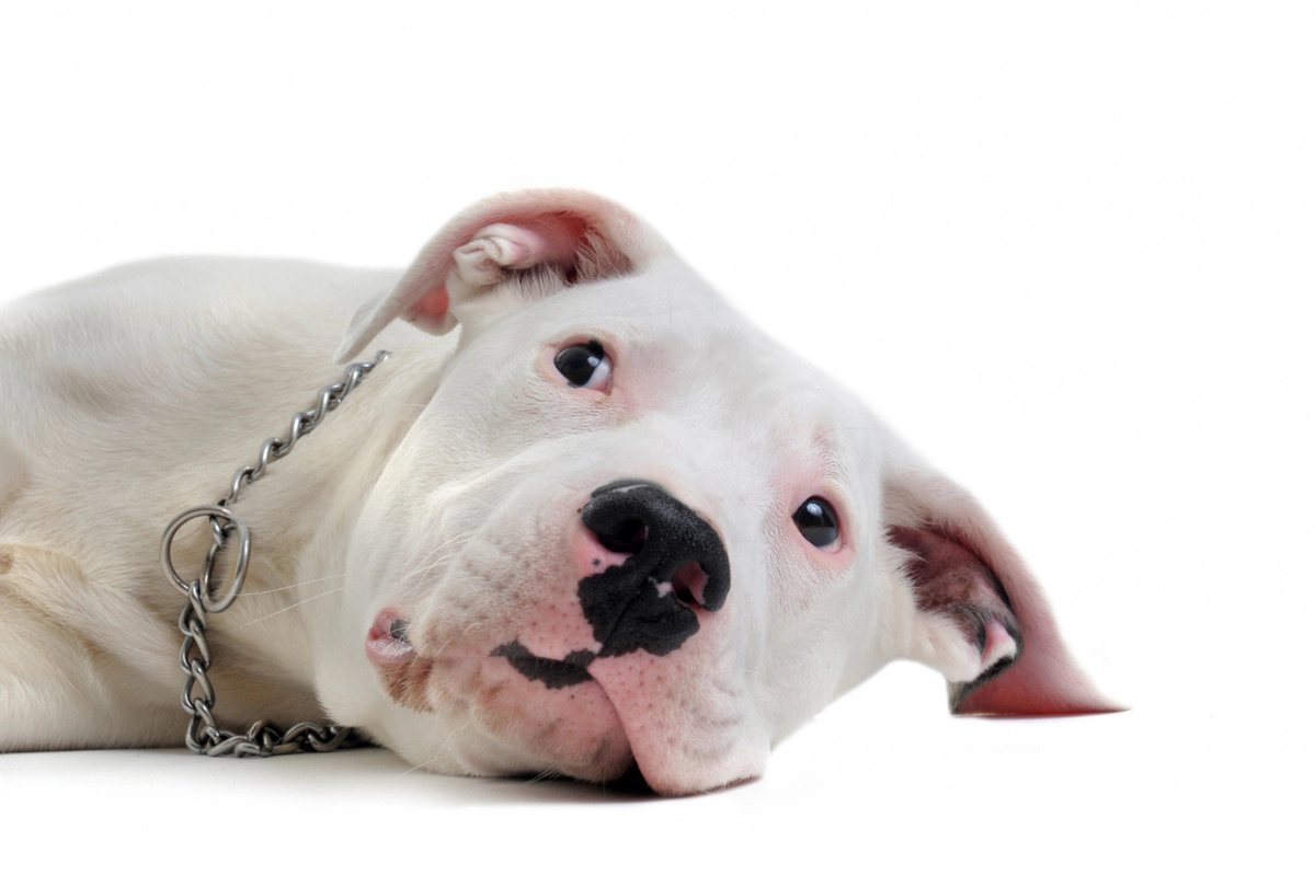 Dogo Argentino lying on the ground with a chain leash