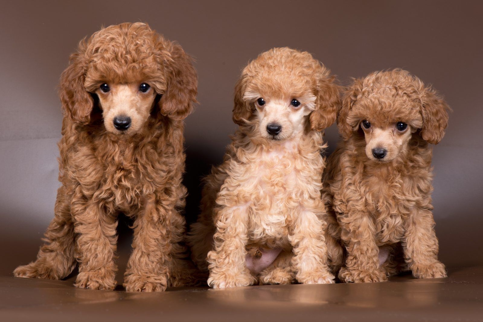 Toy Poodle dogs of different ages