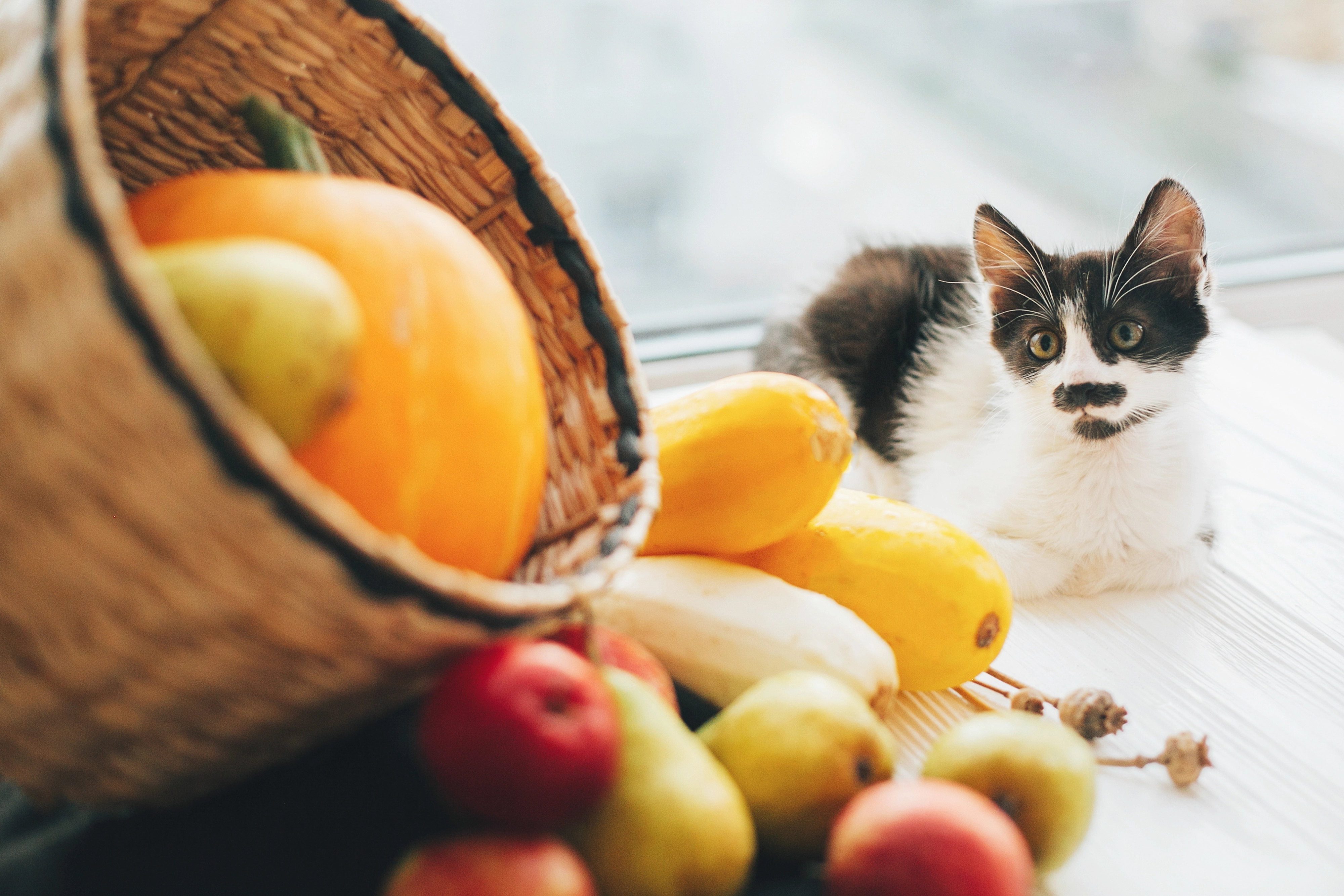 Cat sitting next to a vegetable and fruit basket