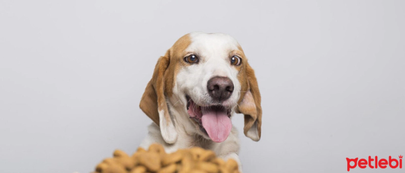 How to Tell if Dog Food is Spoiled?