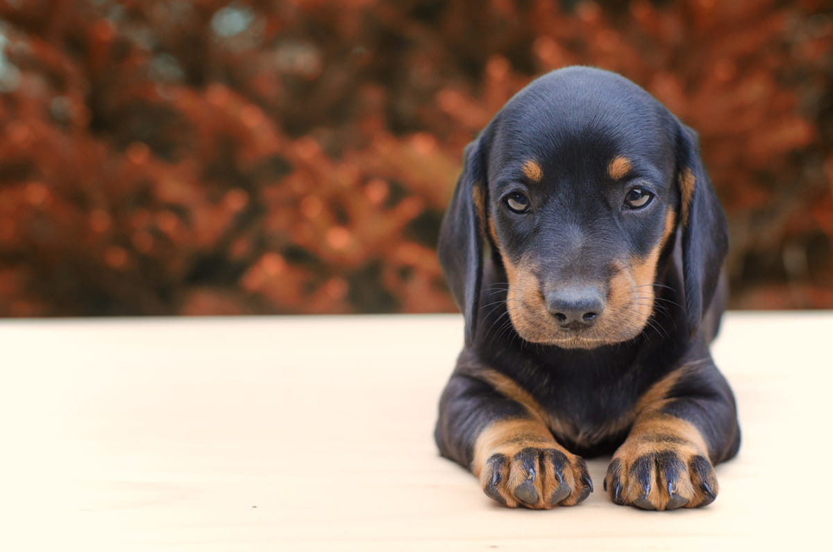 Long-eared, black-brown puppy
