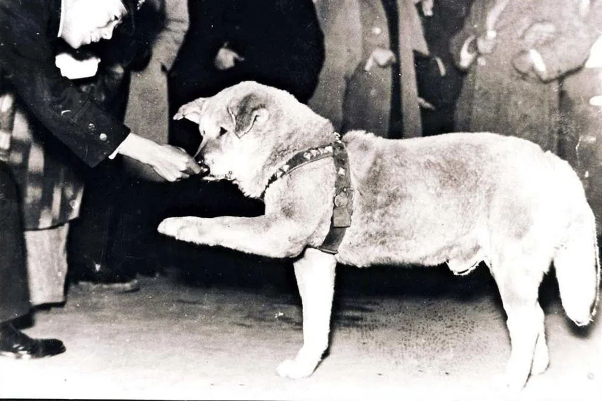 Hachiko's true story, the station attendant feeding him