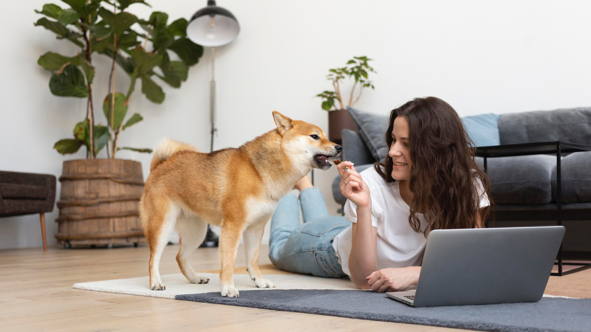 Shiba Inu at home with its owner Shiba Inu spending time outdoors
