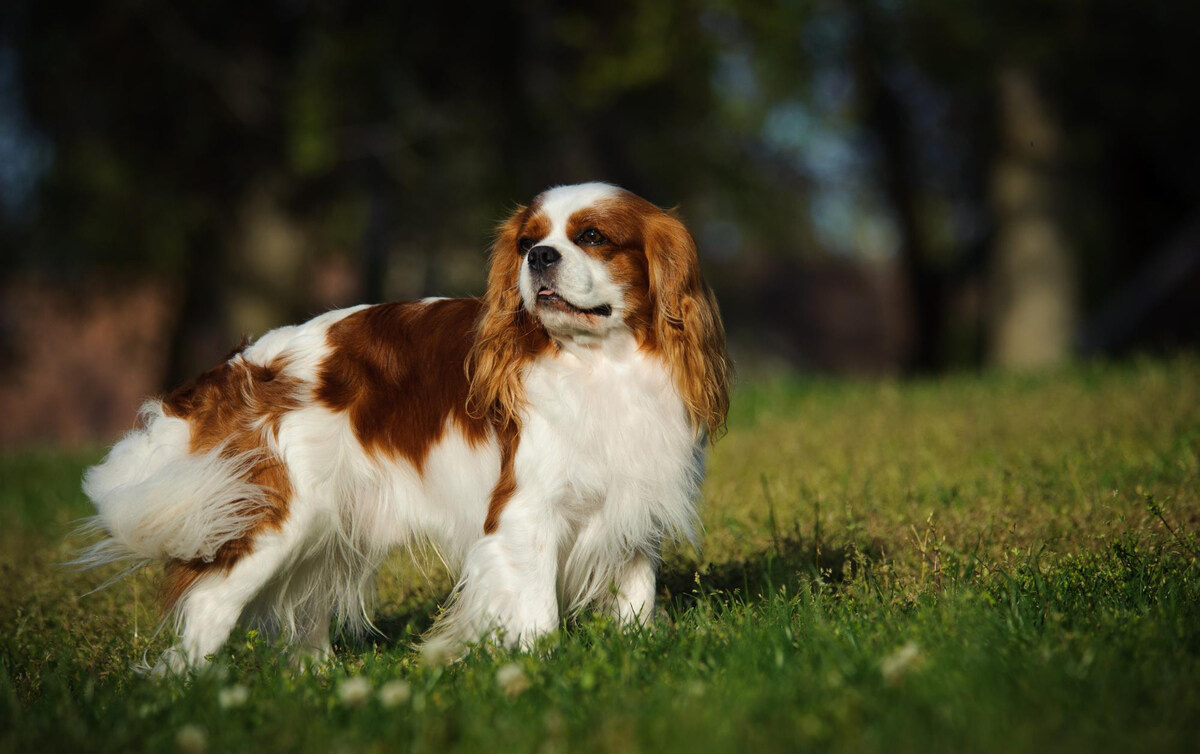 King Charles Spaniel Standing on the Grass