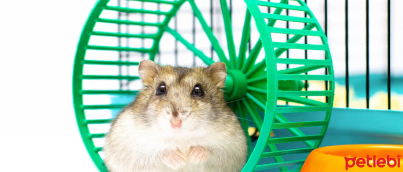 What is a Hamster Wheel, What Does it Do, Why is it Necessary?