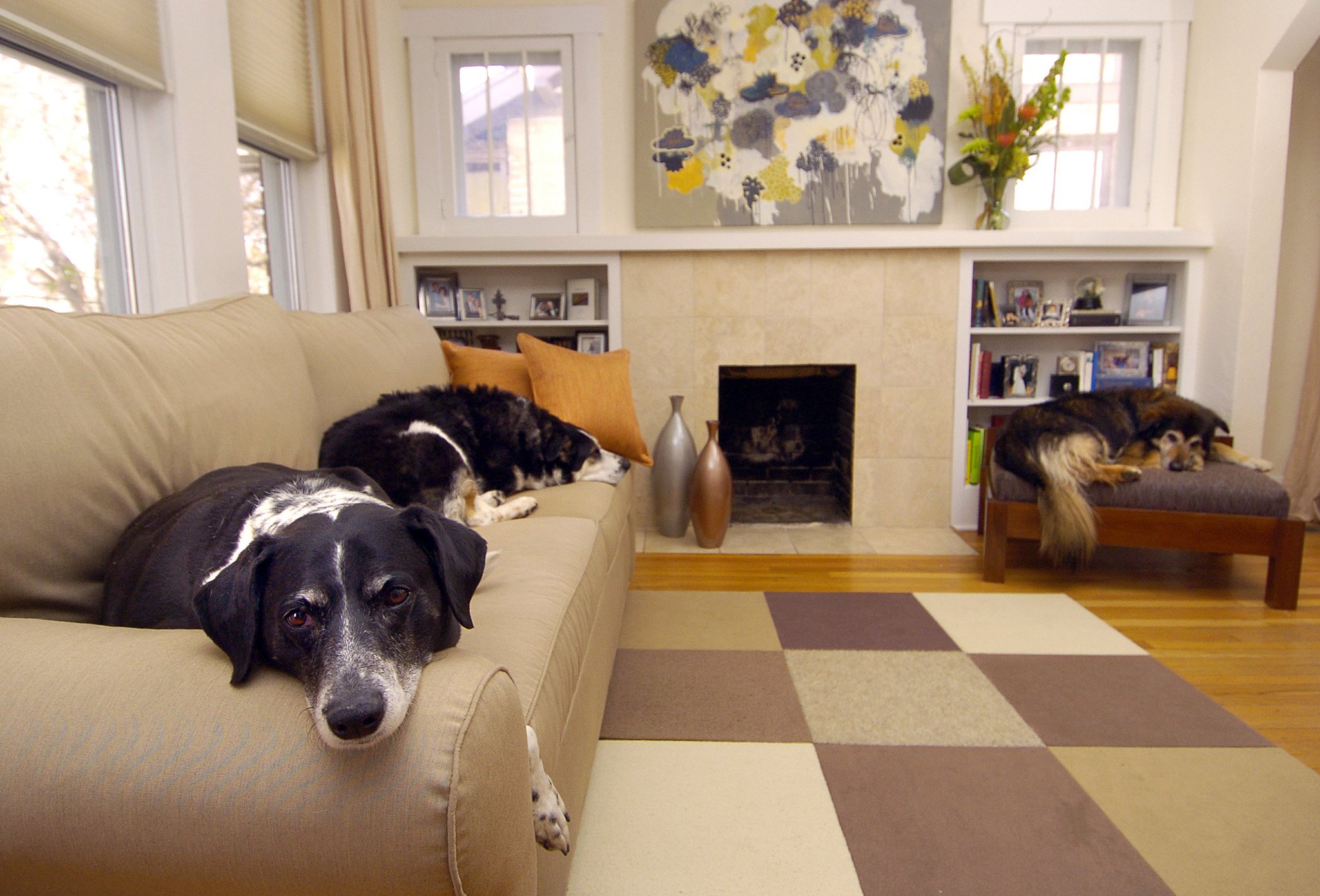 Three dogs lying on the sofas in the same room