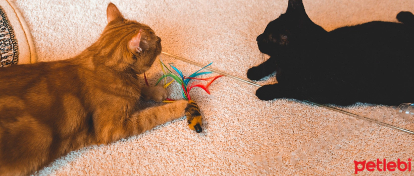 Strange Toys That Cats Love