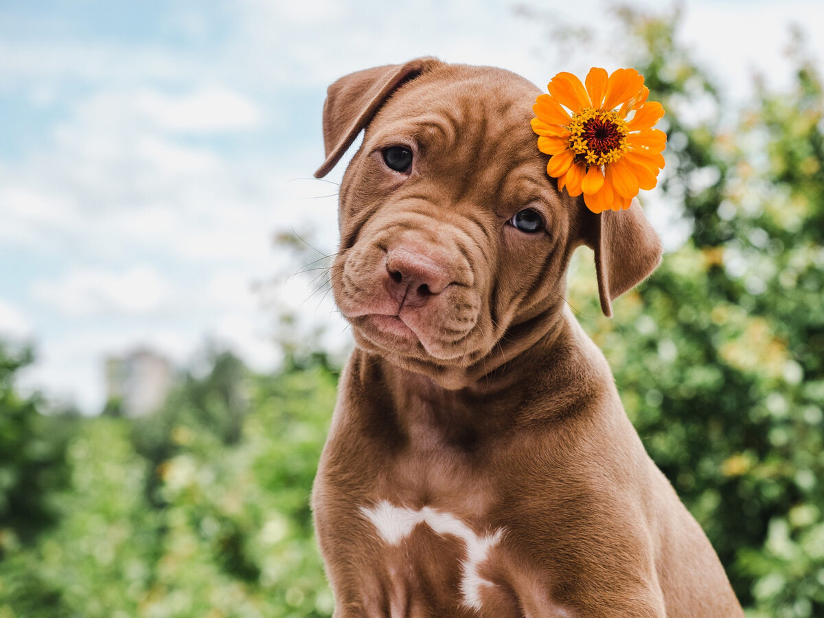 Dog with a flower on its head