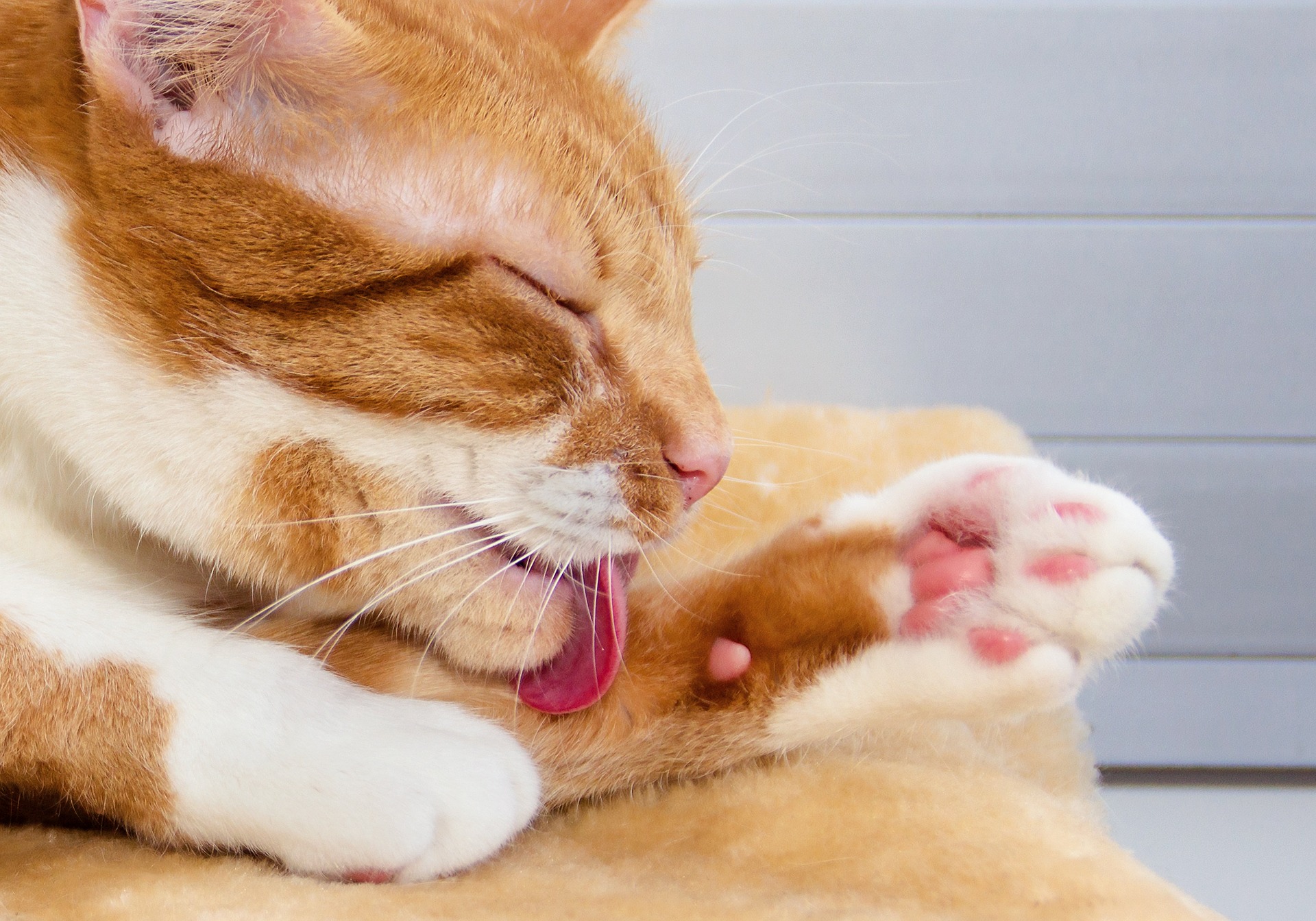 Yellow and white cat licking its paw