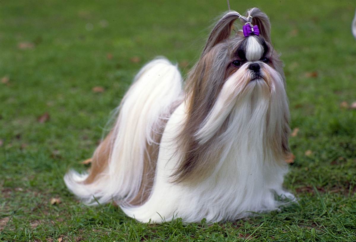 Purple buckle Shih Tzu
