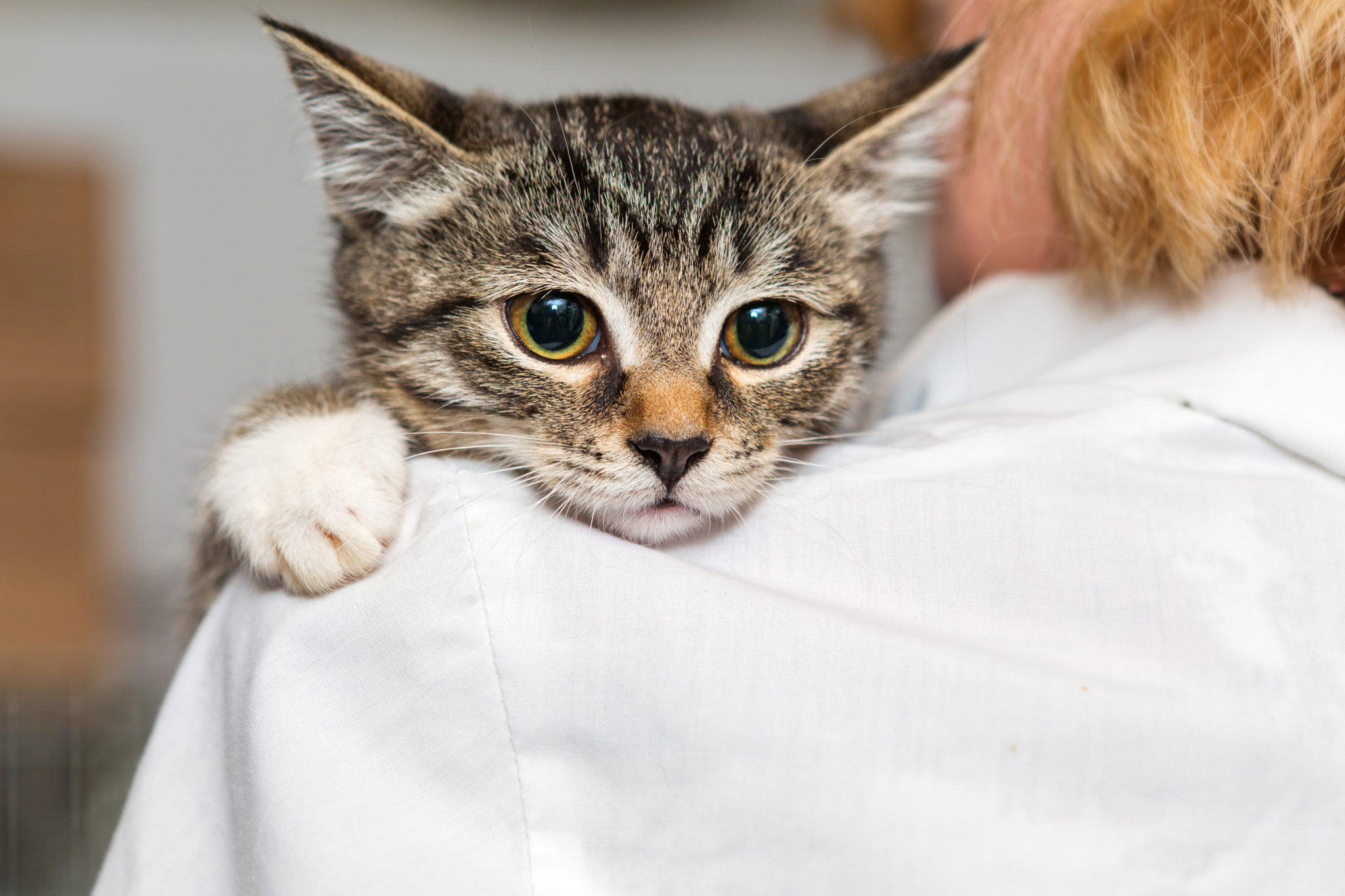 Cat perched on owner's shoulder