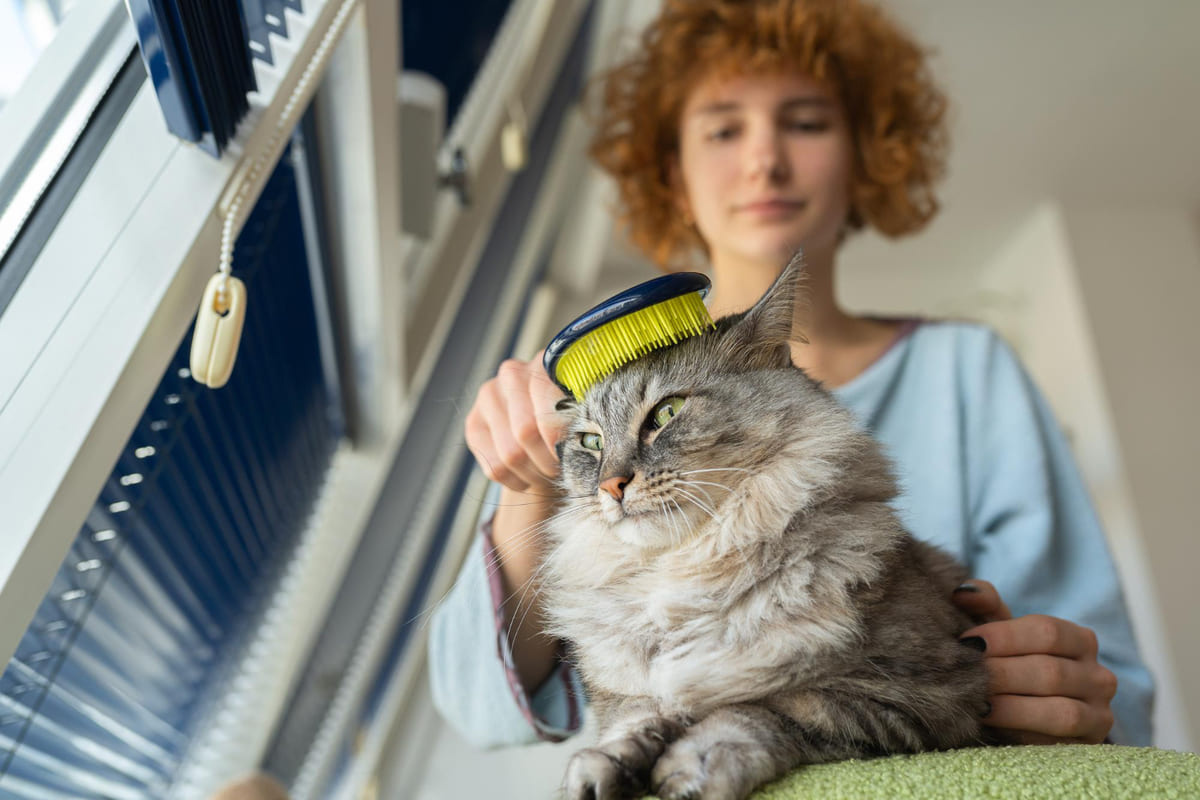 cat being brushed