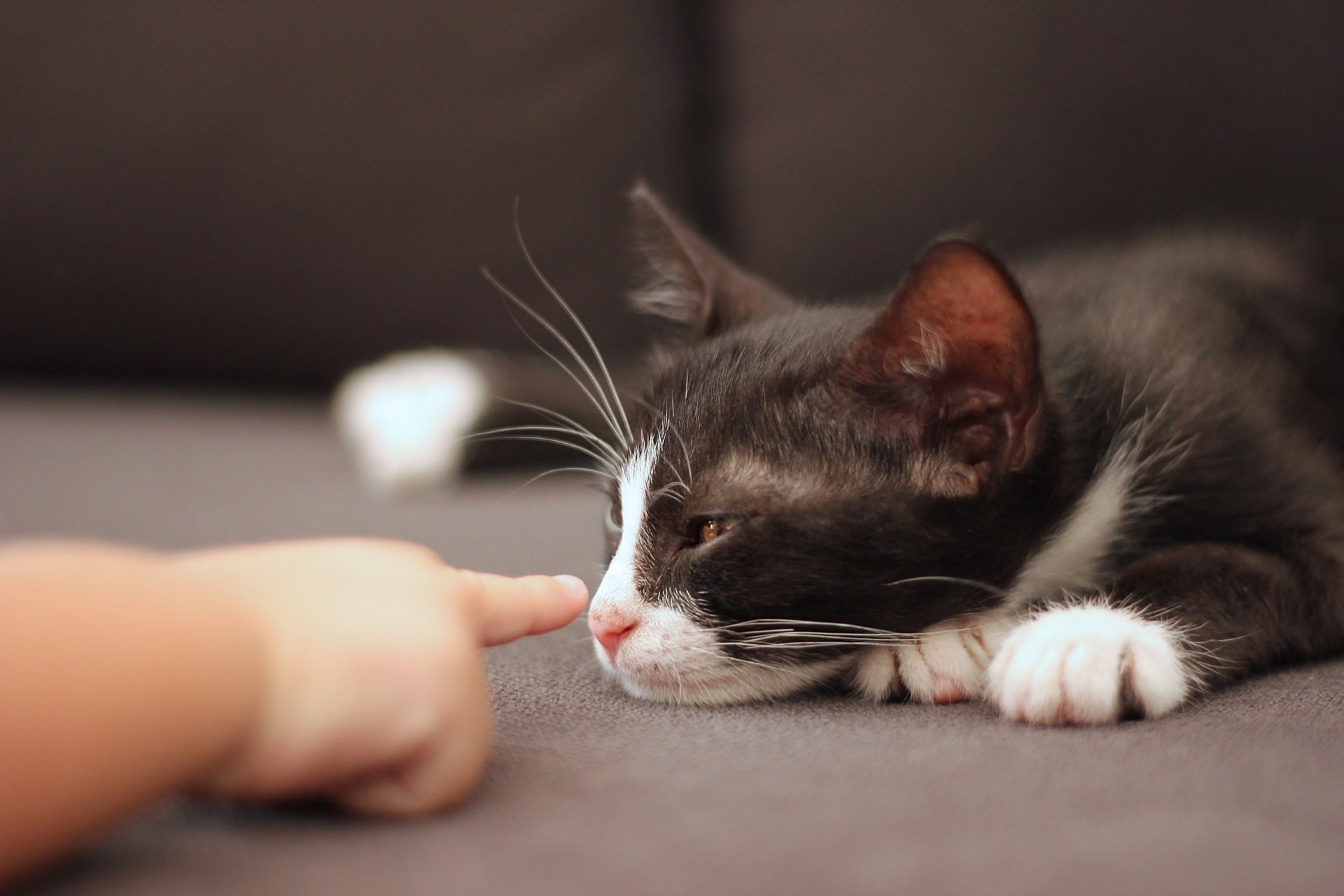 Cat looking at its owner's finger