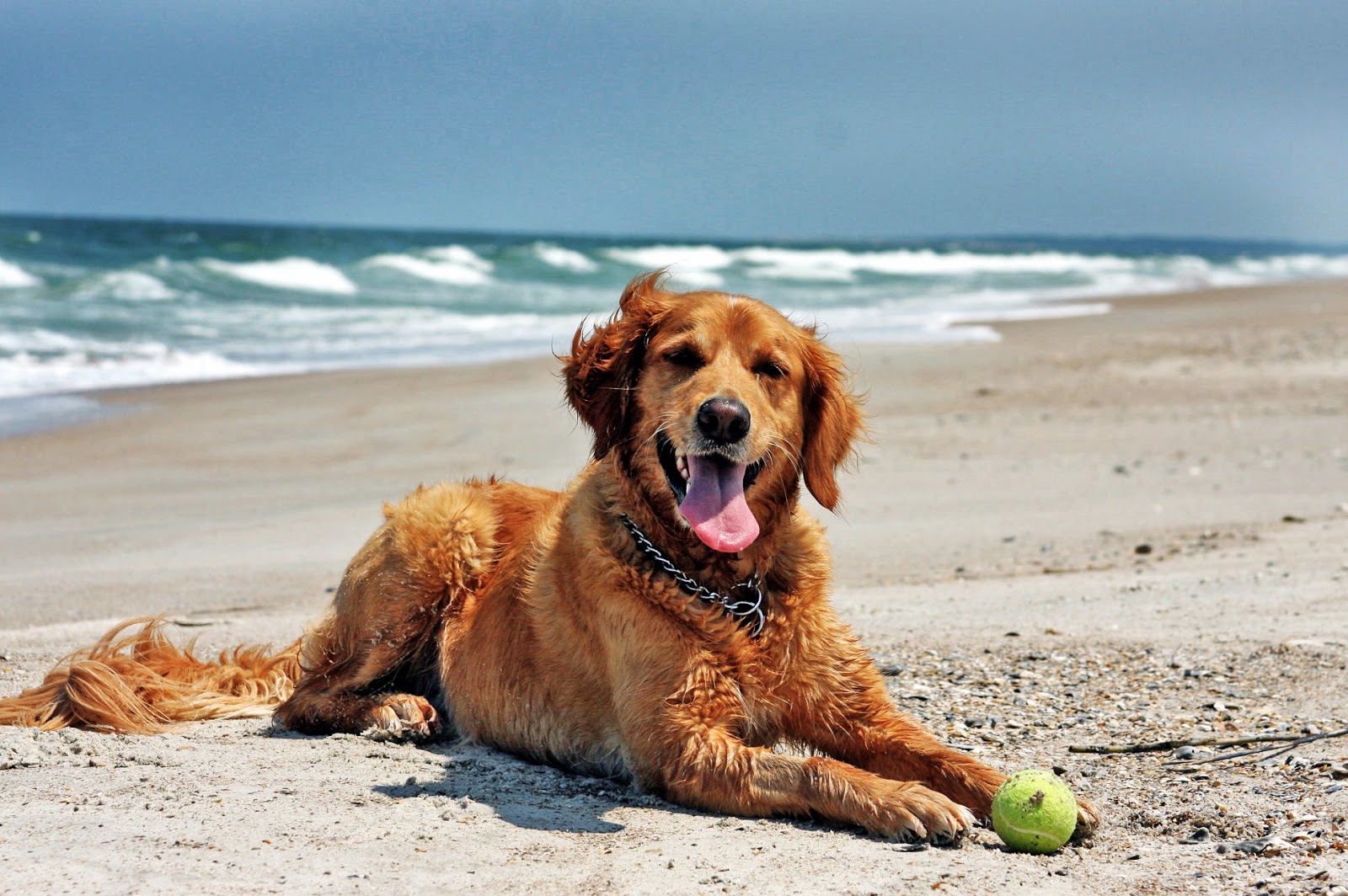 A dog lying down to relax after playing with a tennis ball on the beach