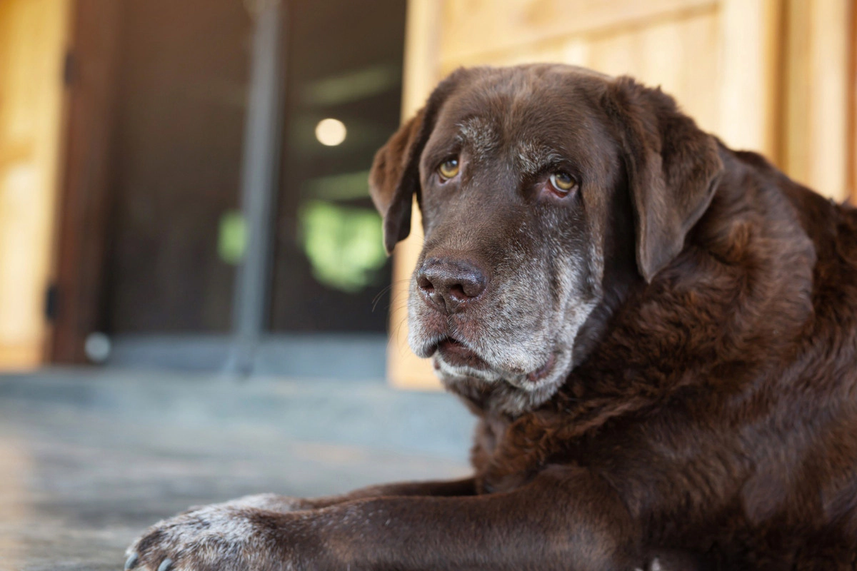 old dog with graying fur on chin and paws