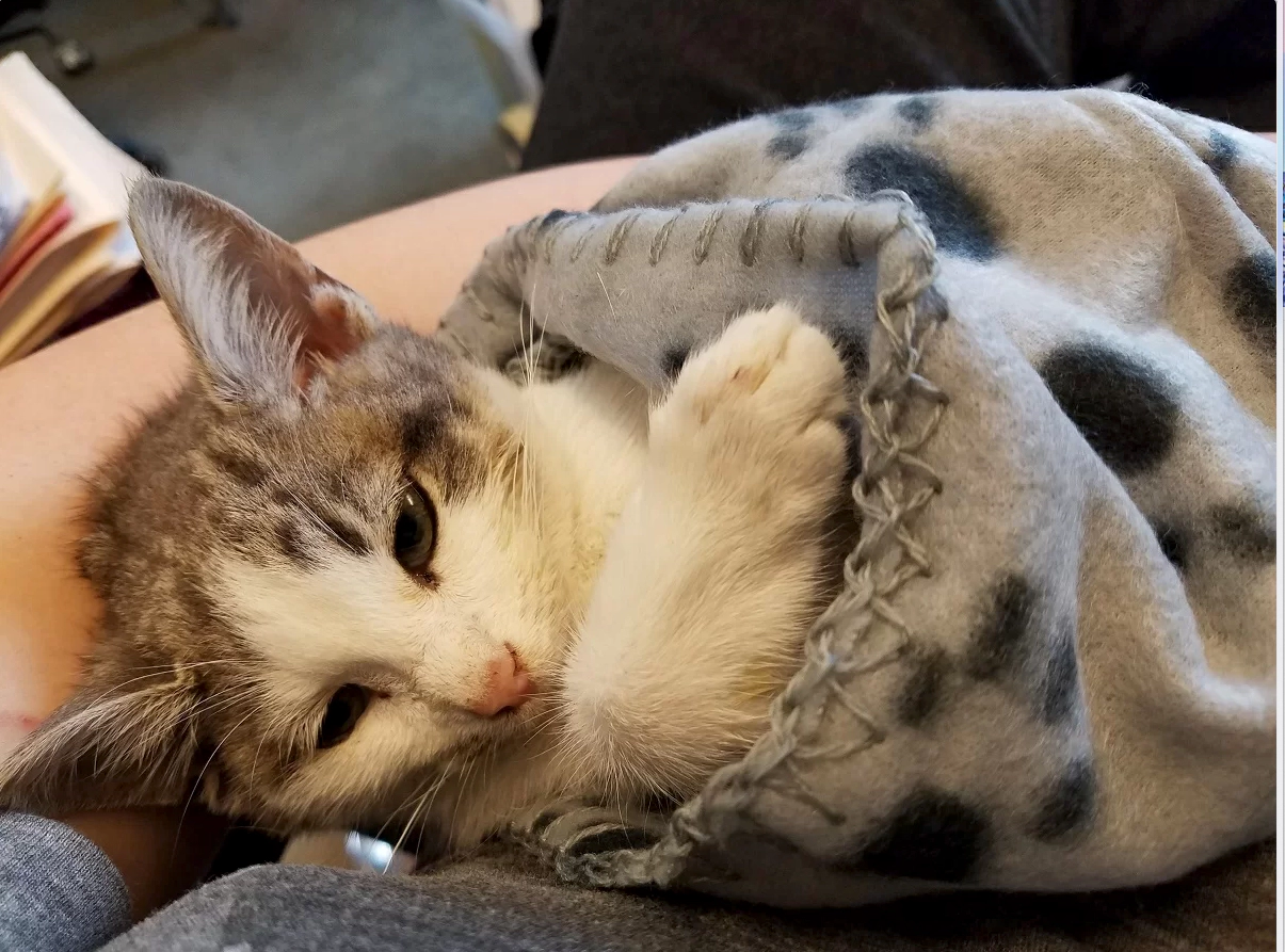 Sick kitten wrapped in a gray blanket