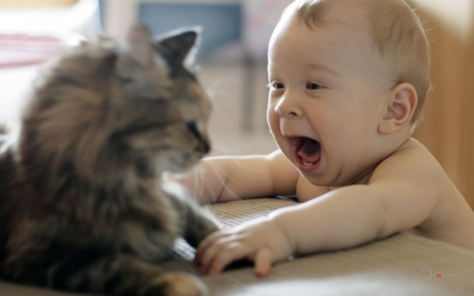 Baby trying to play with a cat