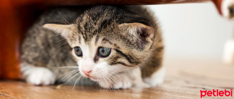 10 Things Cats Are Afraid Of